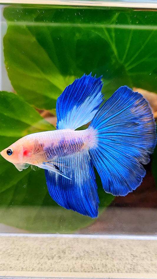 HALFMOON BLUE RIM PANDA BETTA FISH