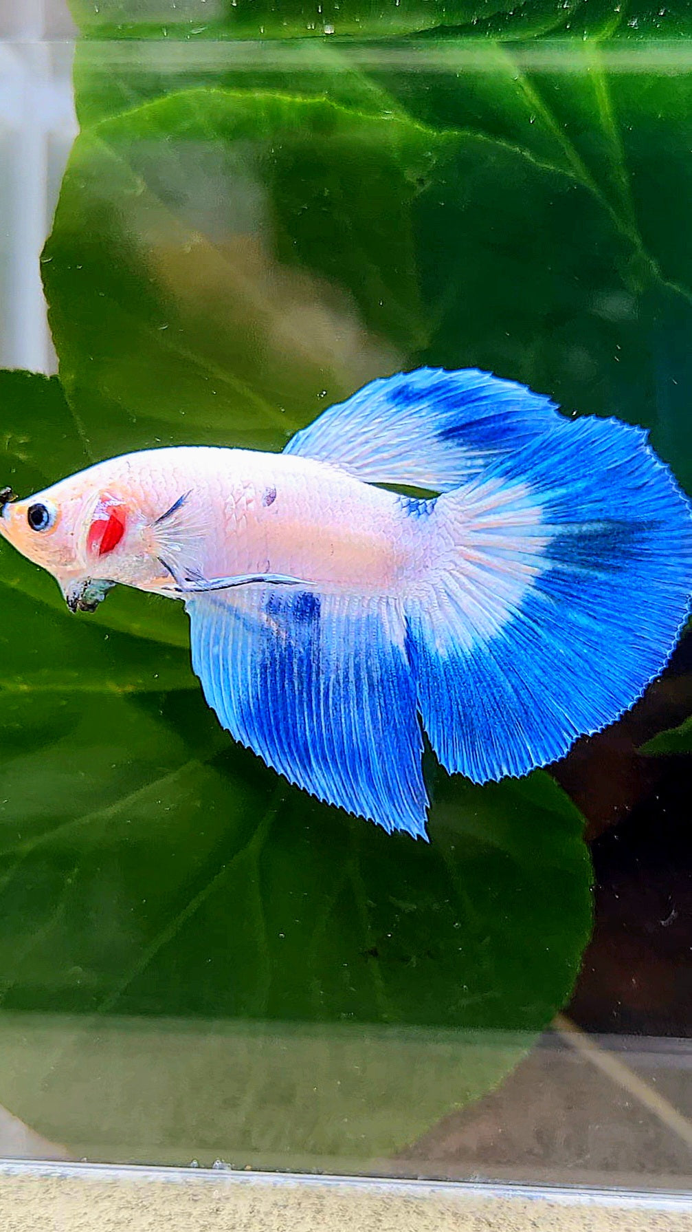 HALFMOON BLUE RIM DOTS MARBLE BETTA FISH