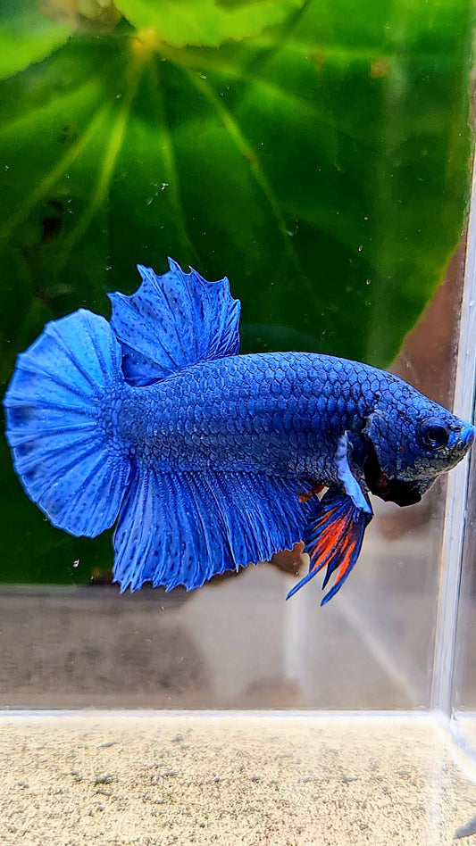 PLAKAT ROYAL BLUE BETTA FISH