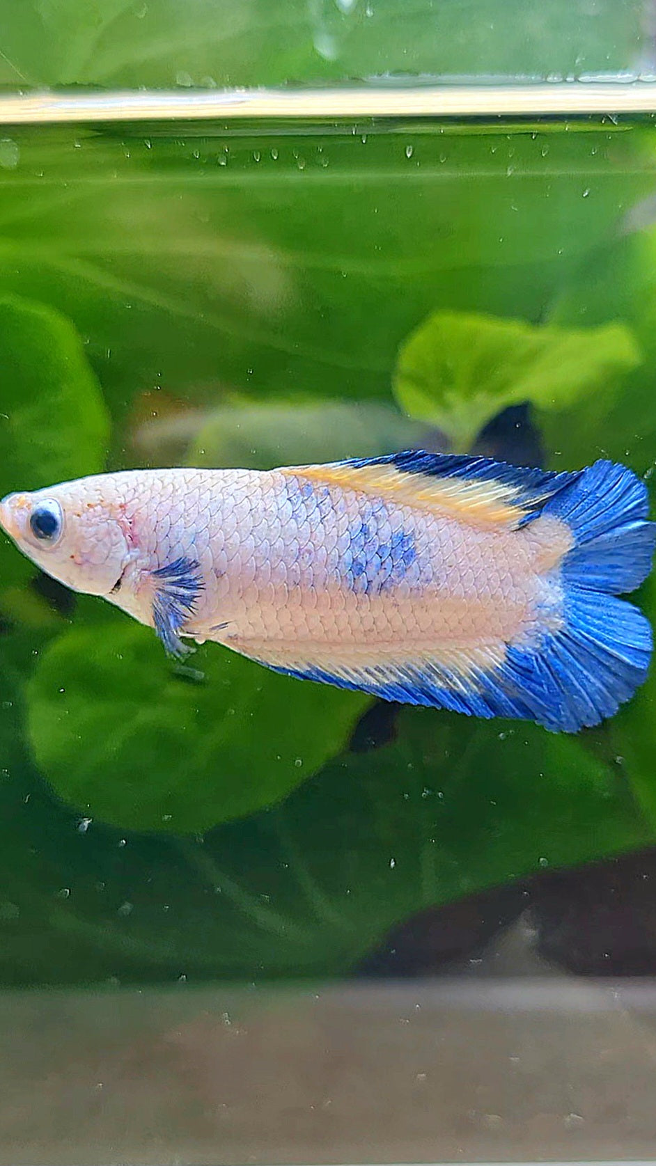 FEMALE PLAKAT DOUBLE TAIL BLUE RIM MARBLE BETTA FISH