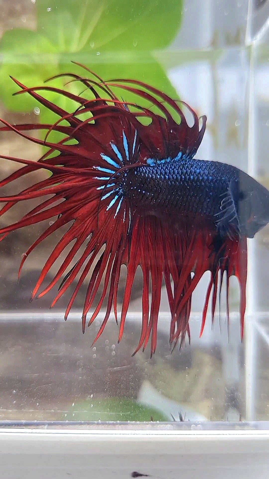 LUXURY XL KING CROWNTAIL BLACK RED VAMPIRE BETTA FISH