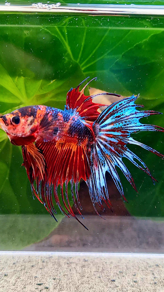 CROWNTAIL RED METALLIC SUPER MULTICOLORBETTA FISH