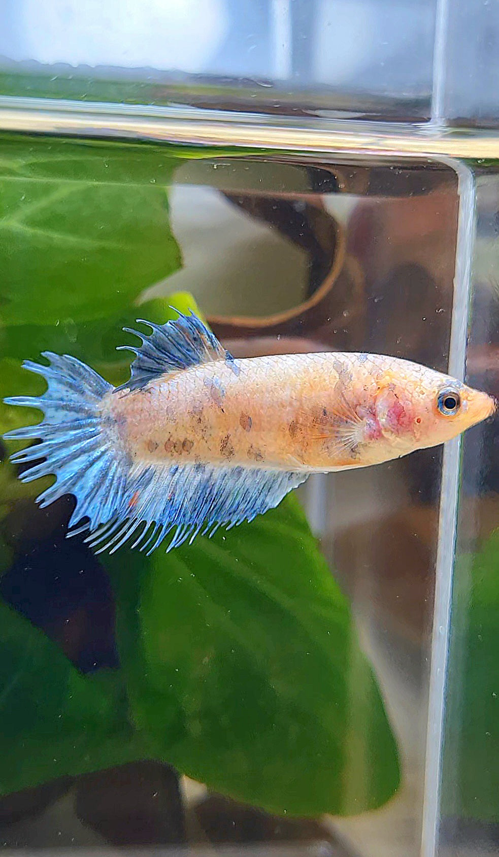 FEMALE CROWNTAIL PLAKAT BLUE DOTS MARBLE BETTA FISH