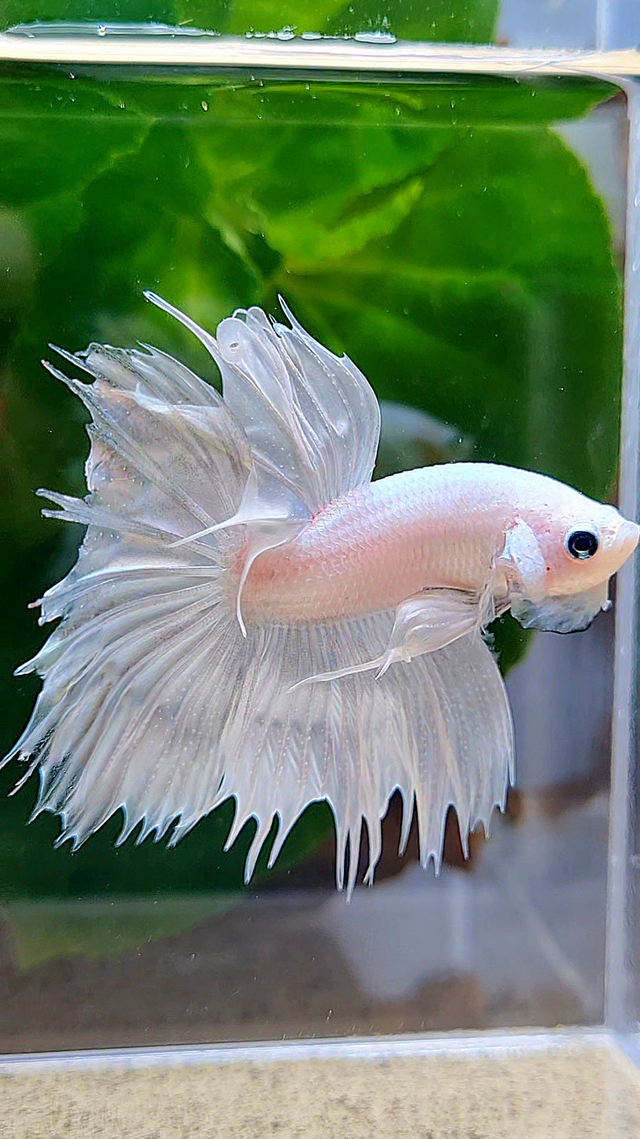 HALFMOON CROWNTAIL HALFSUN WHITE PLATINUM BETTA FISH