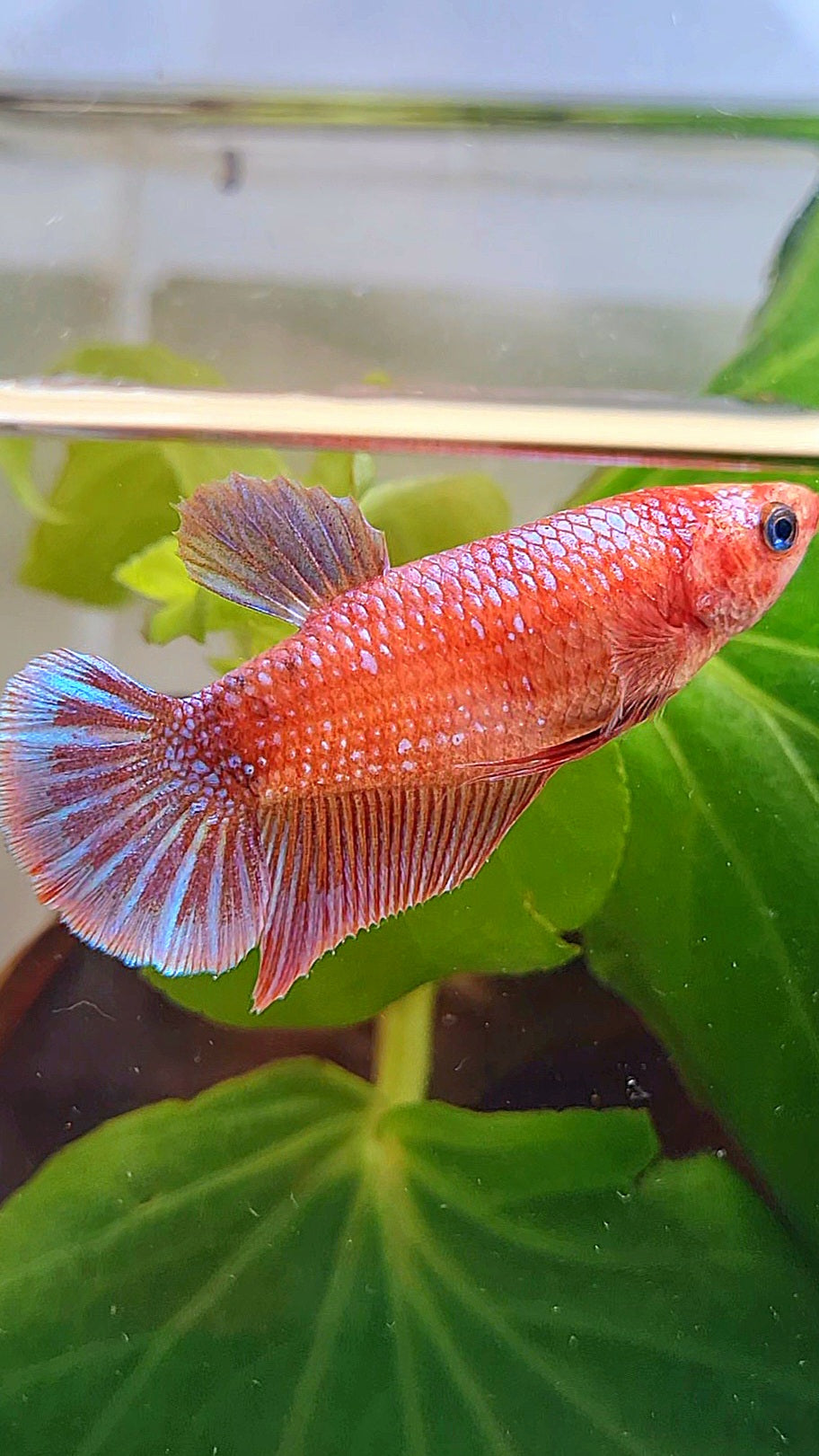 FEMALE PLAKAT PURPLE FANCY BETTA FISH