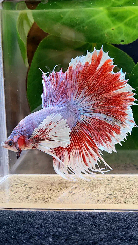 HALFSUN CROWNTAIL HALFMOON DUMBO EAR PINK LAVENDER BETTA FISH