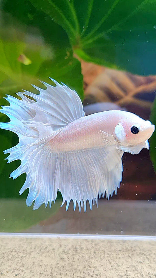 HALFMOON CROWNTAIL HALFSUN WHITE PLATINUM BETTA FISH
