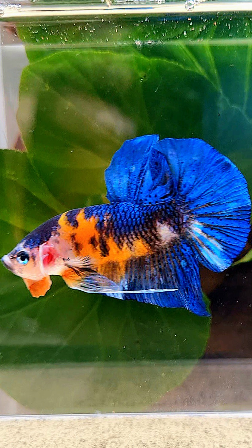 PLAKAT ORANGE BASED BLUE METALLIC MULTICOLOR BETTA FISH