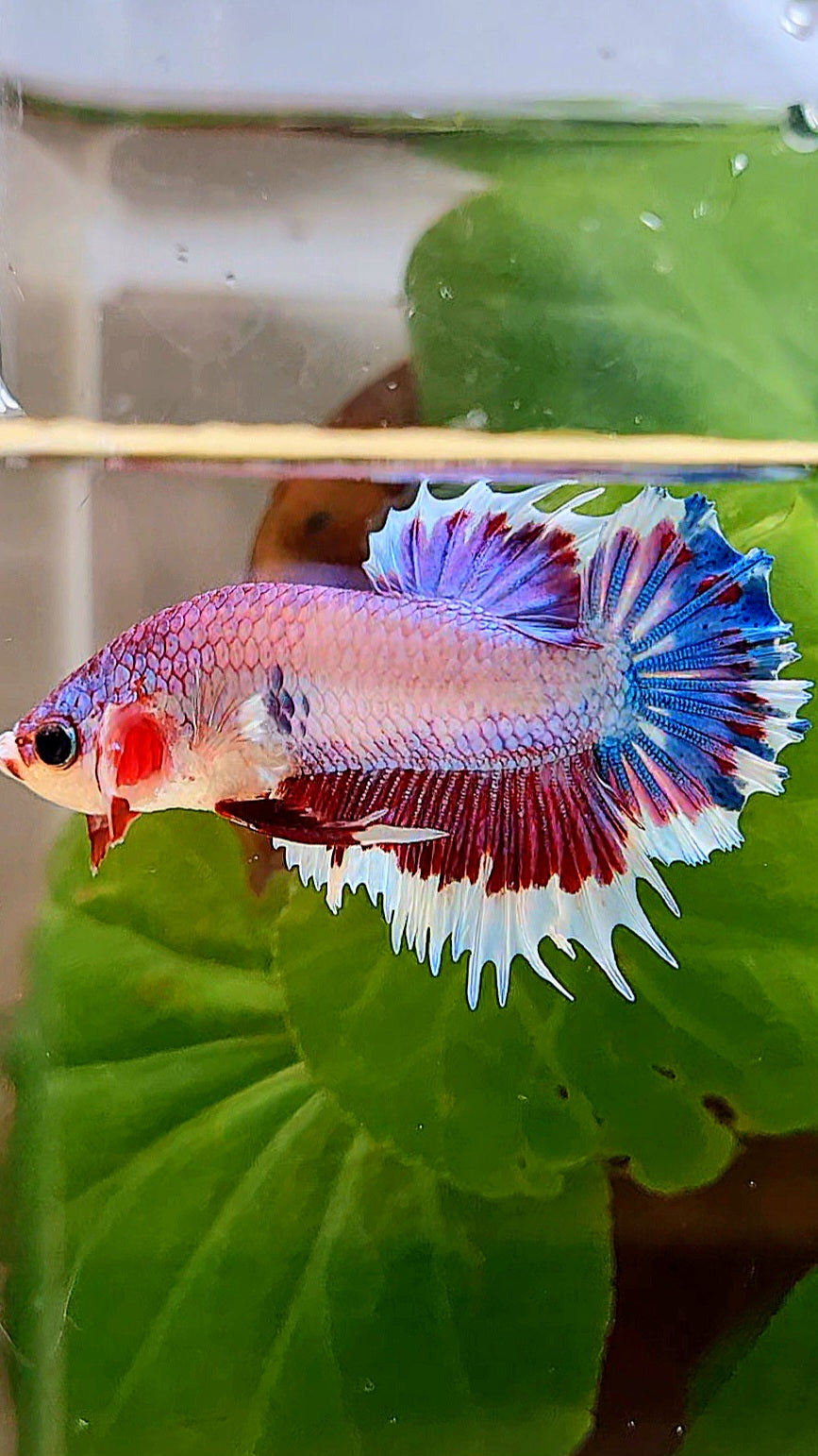 CROWNTAIL PLAKAT PINK FANCY FLAMINGGO BUTTERFLY BETTA FISH