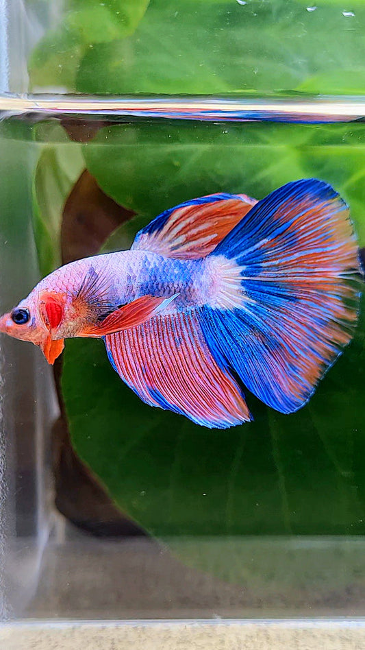 HALFMOON FANCY PINK FLAMINGGO BLUE BETTA FISH