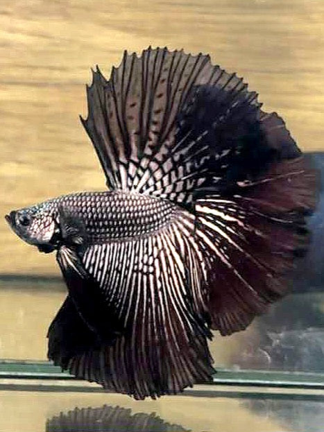 PAIR LUXURY HALFMOON ROSETAIL ALIEN COPPER HYBRID WILD BETTA FISH