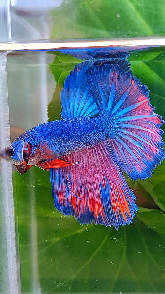 HALFMOON FANCY BLUE PURPLE PATTERN BETTA FISH