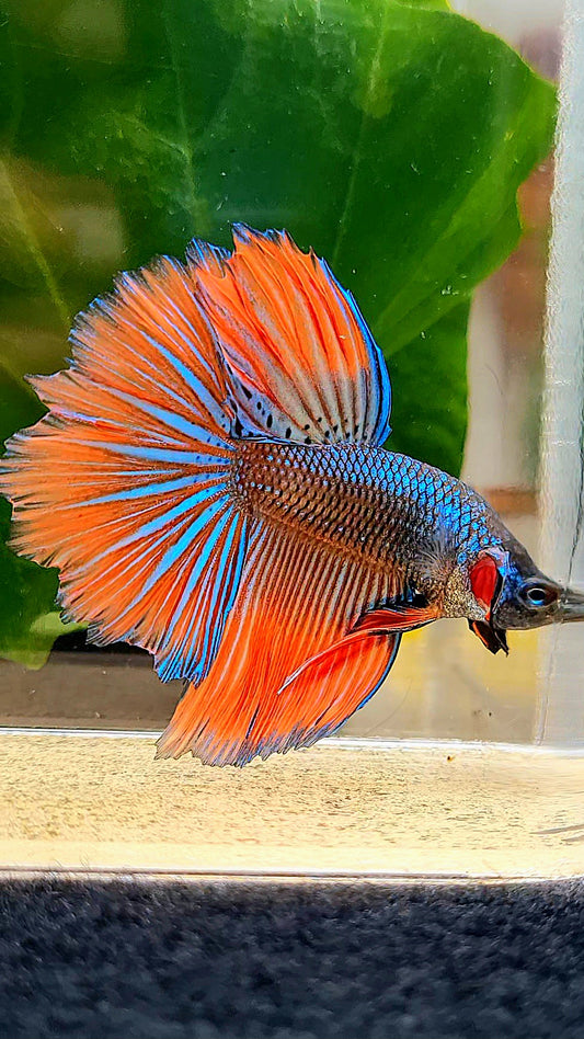 HALFMOON ROSETAIL IMBELLIS ORANGE GREEN HYBRID WILD BETTA FISH