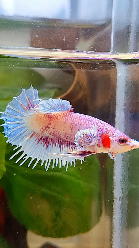 CROWNTAIL PLAKAT BIG EAR PINK WHITE FANCY BETTA FISH
