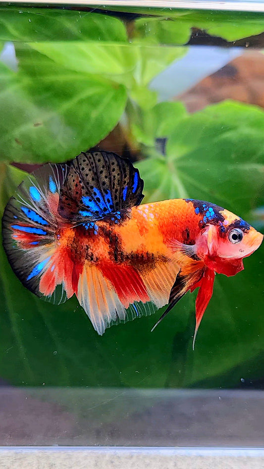 PLAKAT ORANGE BASED KOI MULTICOLOR BETTA FISH