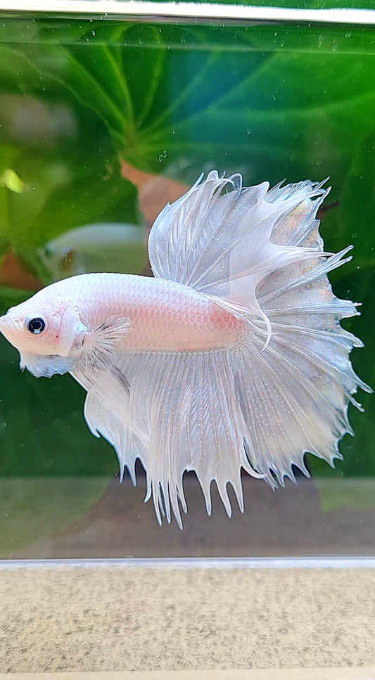 HALFMOON CROWNTAIL HALFSUN WHITE PLATINUM BETTA FISH