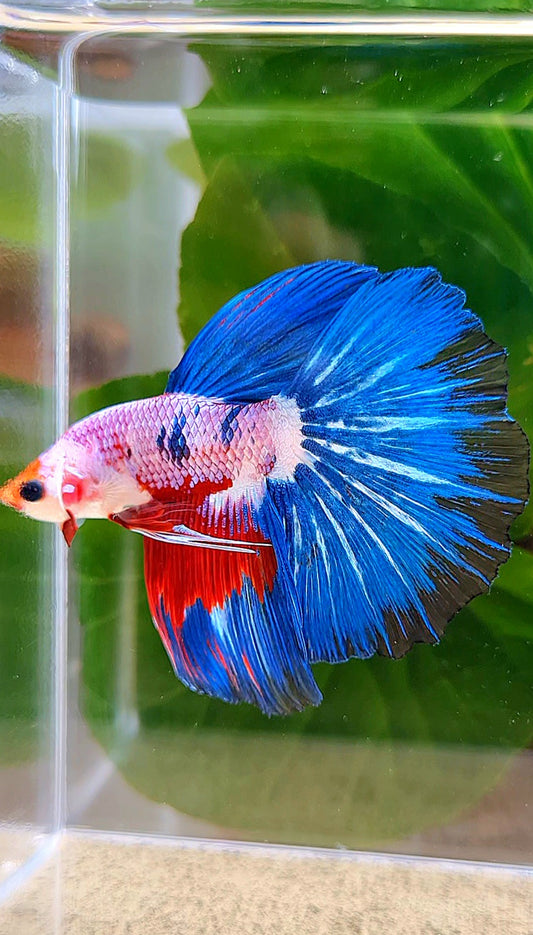 HALFMOON ROSETAIL PINK BLUE FANCY RIM BETTA FISH