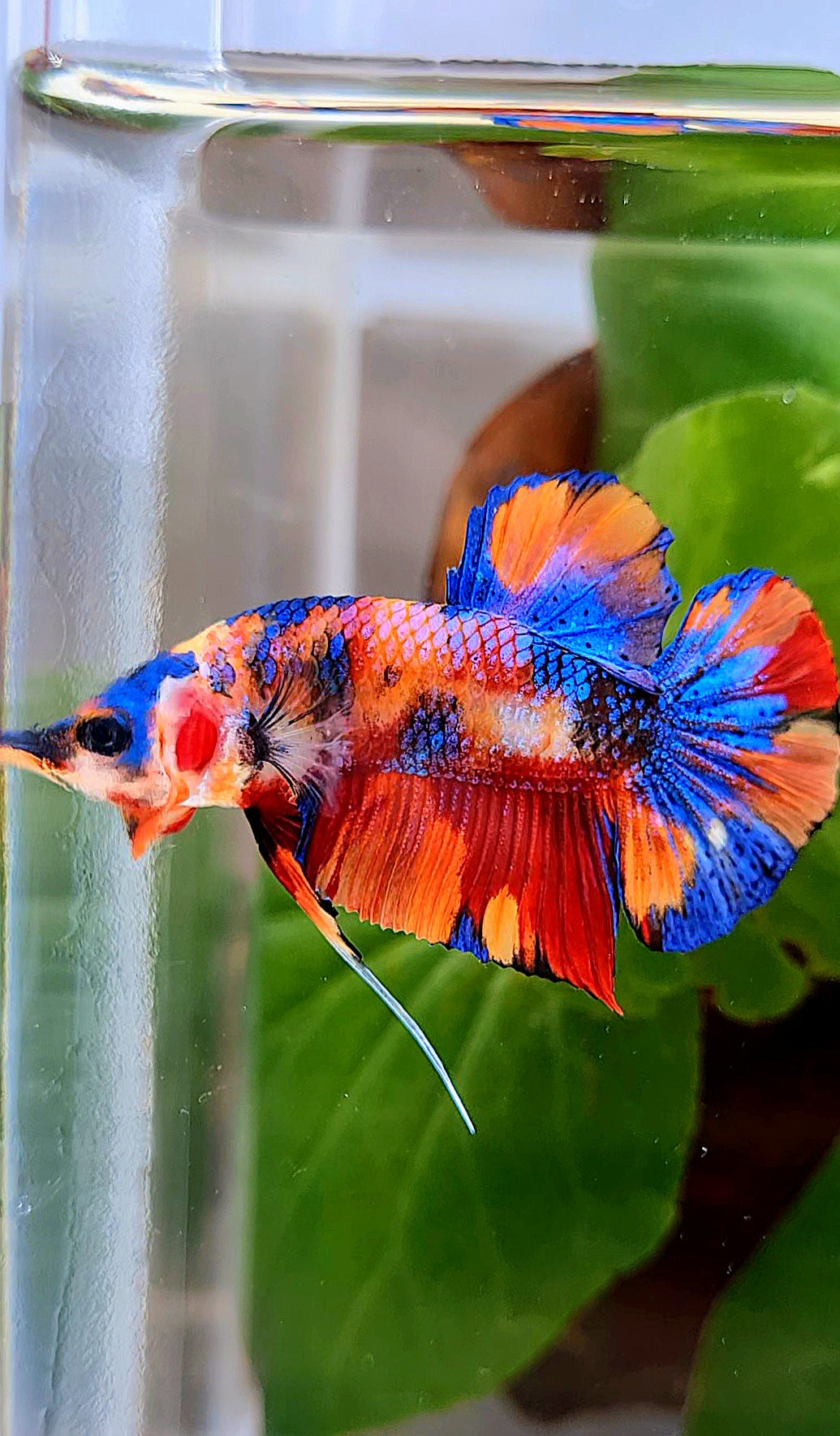 PLAKAT METALLIC MULTICOLOR ORANGE BASE BETTA FISH