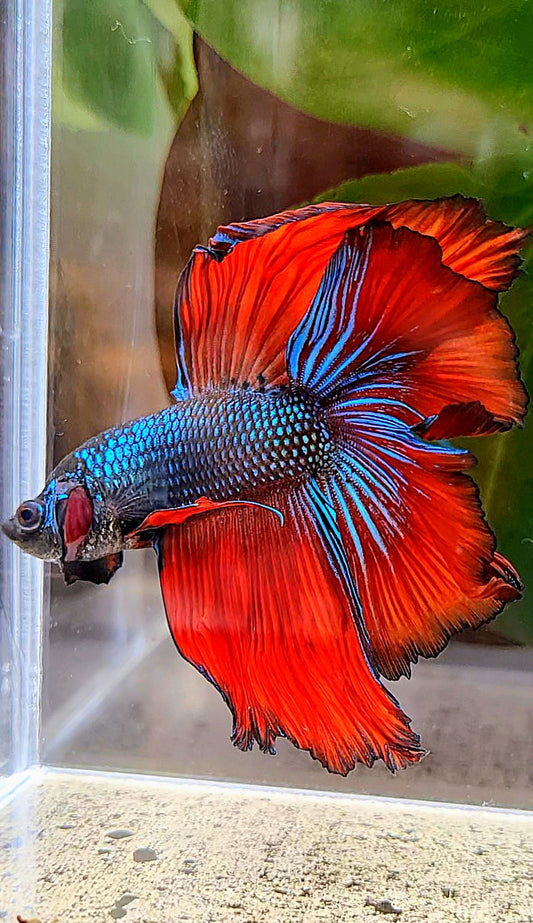LUXURY HALFMOON DOUBLE TAIL IMBELLIS RED GREEN HYBRID WILD BETTA FISH