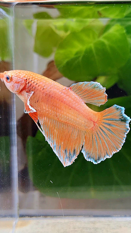 FEMALE HALFMOON ORANGE PINEAPPLE BETTA FISH