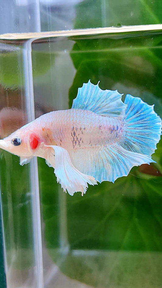 PLAKAT SUPER DUMBO EAR WHITE CELLOPHANE BETTA FISH
