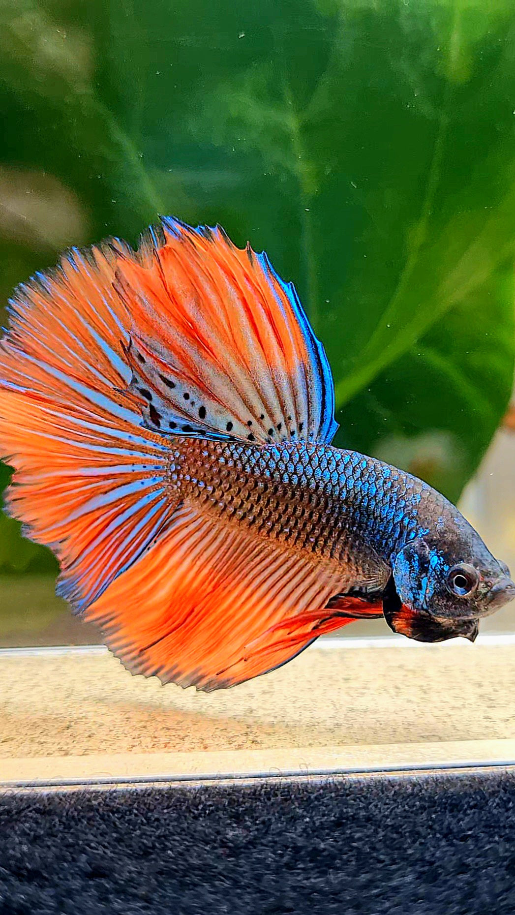 HALFMOON ROSETAIL IMBELLIS ORANGE GREEN HYBRID WILD BETTA FISH