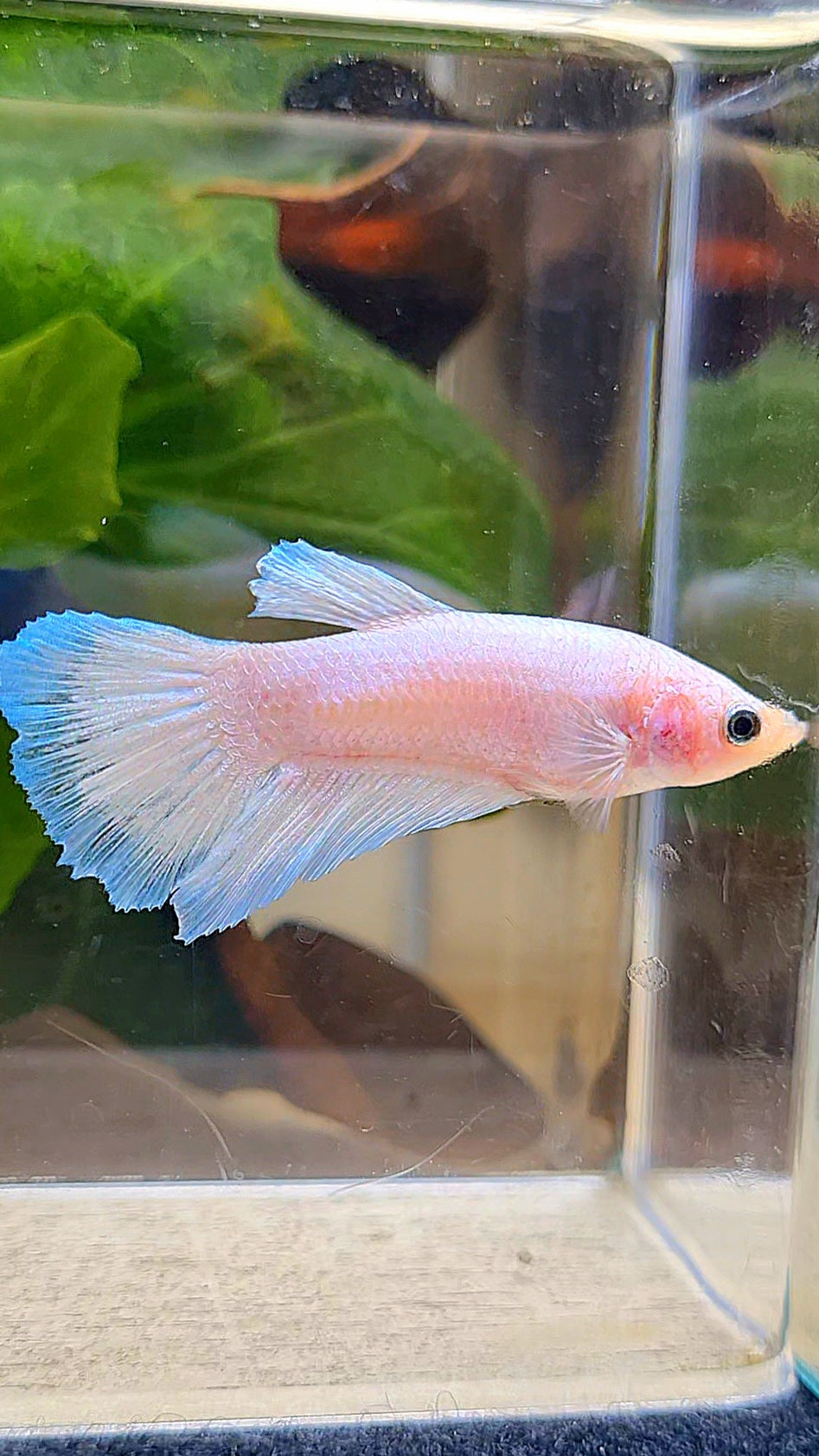 FEMALE HALFMOON WHITE BLUE THIN BETTA FISH