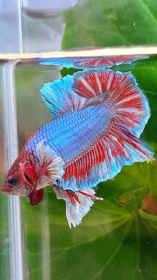 PLAKAT DUMBO ONE EAR BLUE RED TURQUOISE BETTA FISH
