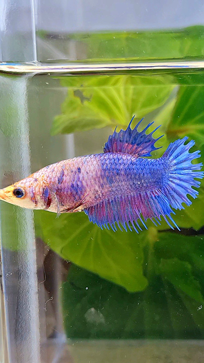 FEMALE CROWNTAIL PLAKAT PURPLE FANCY BETTA FISH