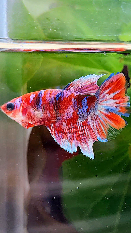FEMALE HALFMOON BARONGSAI RED WHITE GALAXY MULTICOLOR BETTA FISH