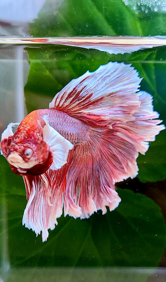 HALFMOON ROSETAIL BIG EAR PINK LAVENDER BETTA FISH