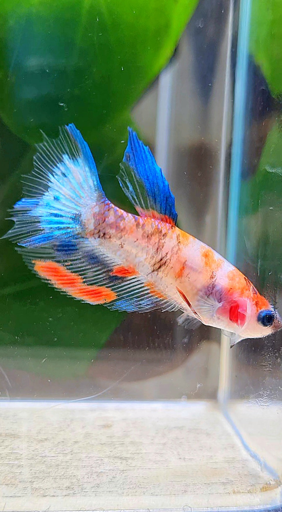 FEMALE HALFMOON KOI MULTICOLOR BETTA FISH