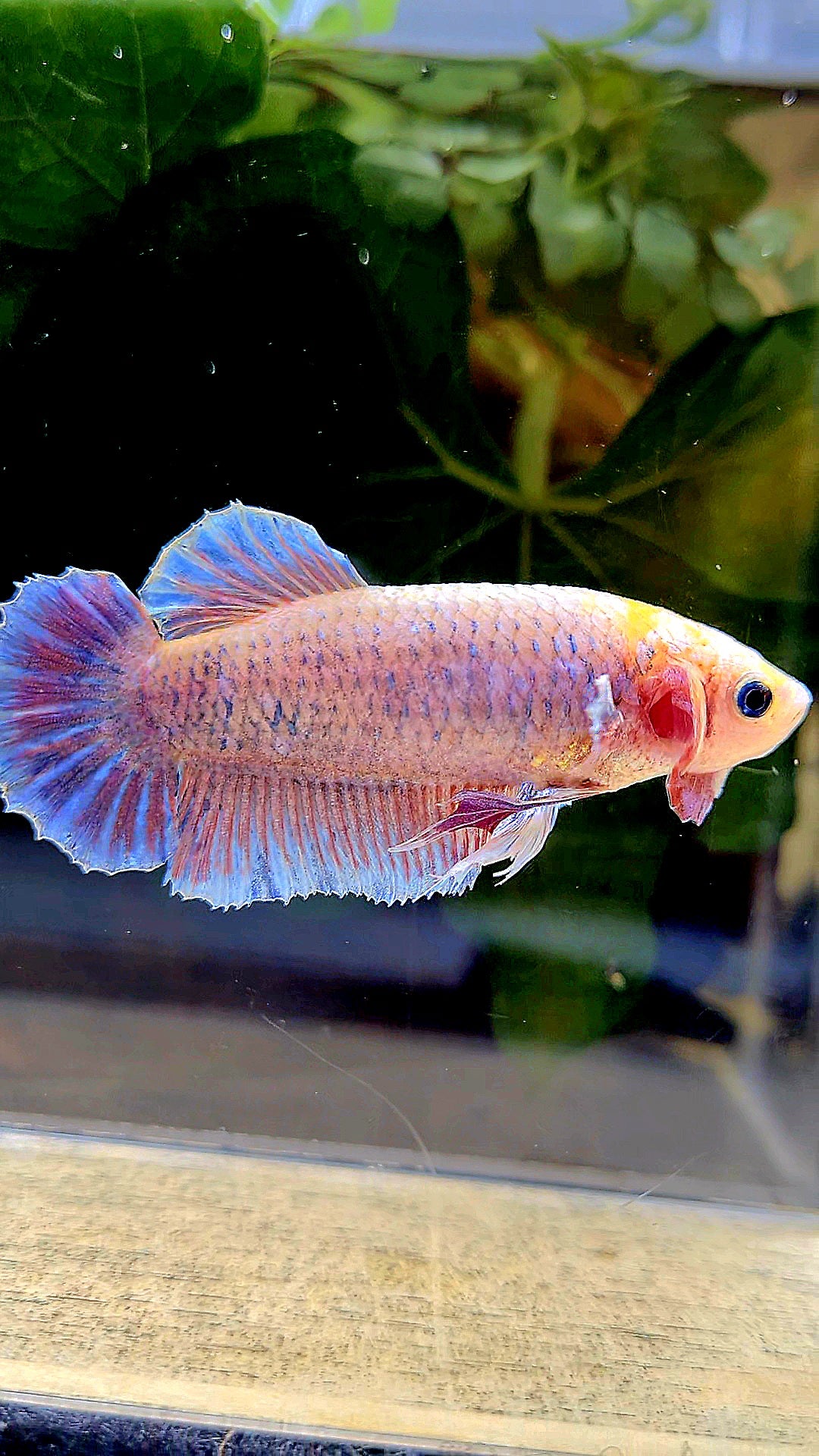 FEMALE KING PLAKAT DUMBO ONE EAR YELLOW MASCOT BETTA FISH