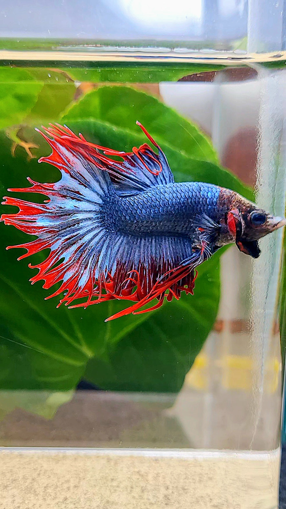 CROWNTAIL MASCOT MONKEY FACE BETTA FISH