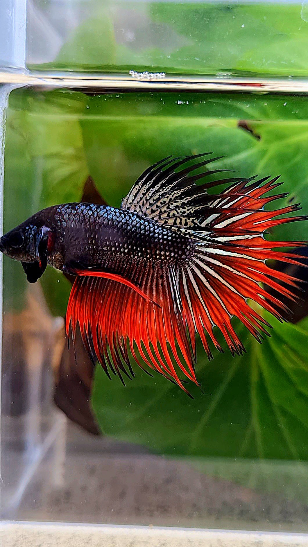 CROWNTAIL IMBELLIS ORANGE COPPER HYBRID WILD BETTA FISH