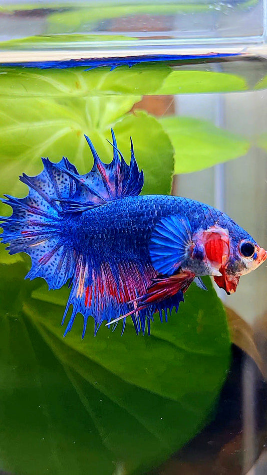 CROWNTAIL PLAKAT BLUE PINK FANCY BETTA FISH