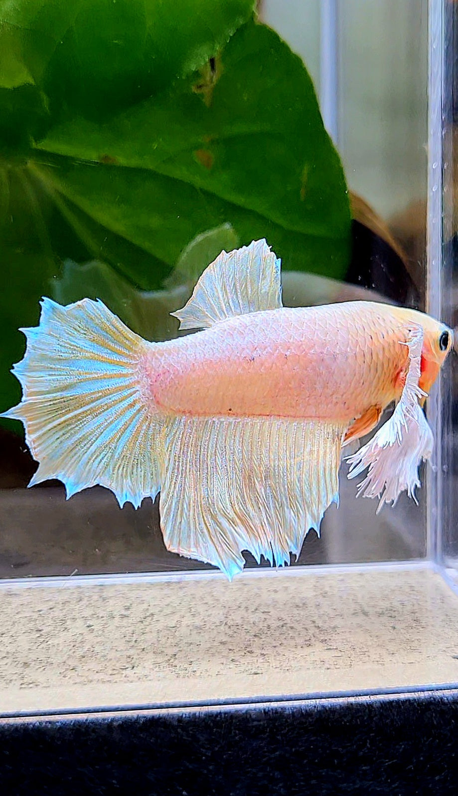FEMALE HALFMOON DUMBO EAR YELLOW BETTA FISH