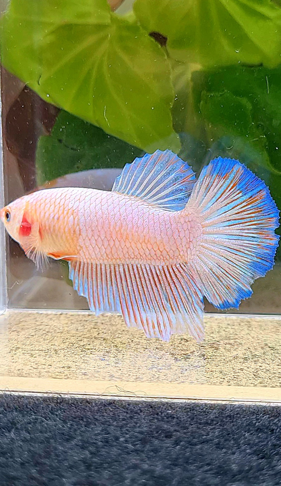 FEMALE HALFMOON PINK FLAMINGGO BLUE RIM BETTA FISH