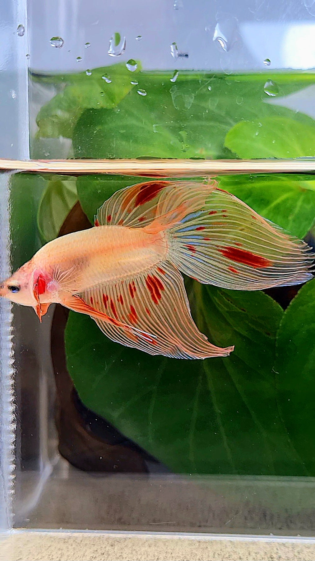 VEILTAIL ARMAGEDDON BETTA FISH