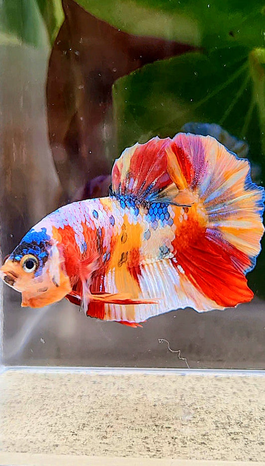 PLAKAT YELLOW RED GALAXY MULTICOLOR BETTA FISH