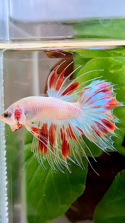 CROWNTAIL ARMAGEDDON BETTA FISH