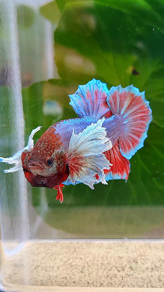 PLAKAT DUMBO EAR BLUE RED BETTA FISH