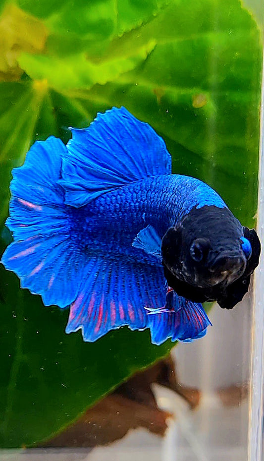 PLAKAT BLACK FACE BLUE BETTA FISH
