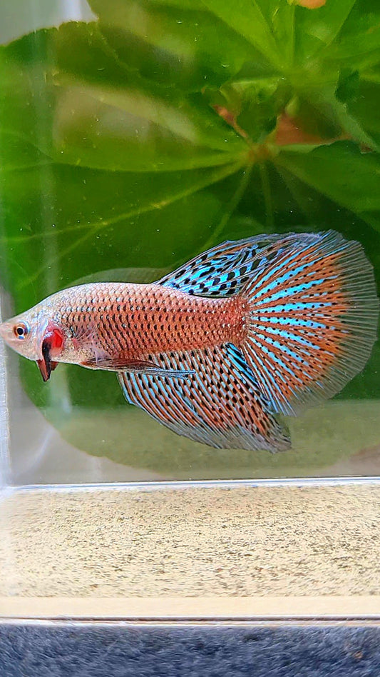 HALFMOON ALIEN HYBRID GREEN ORANGE BUTTERFLY WILD BETTA FISH