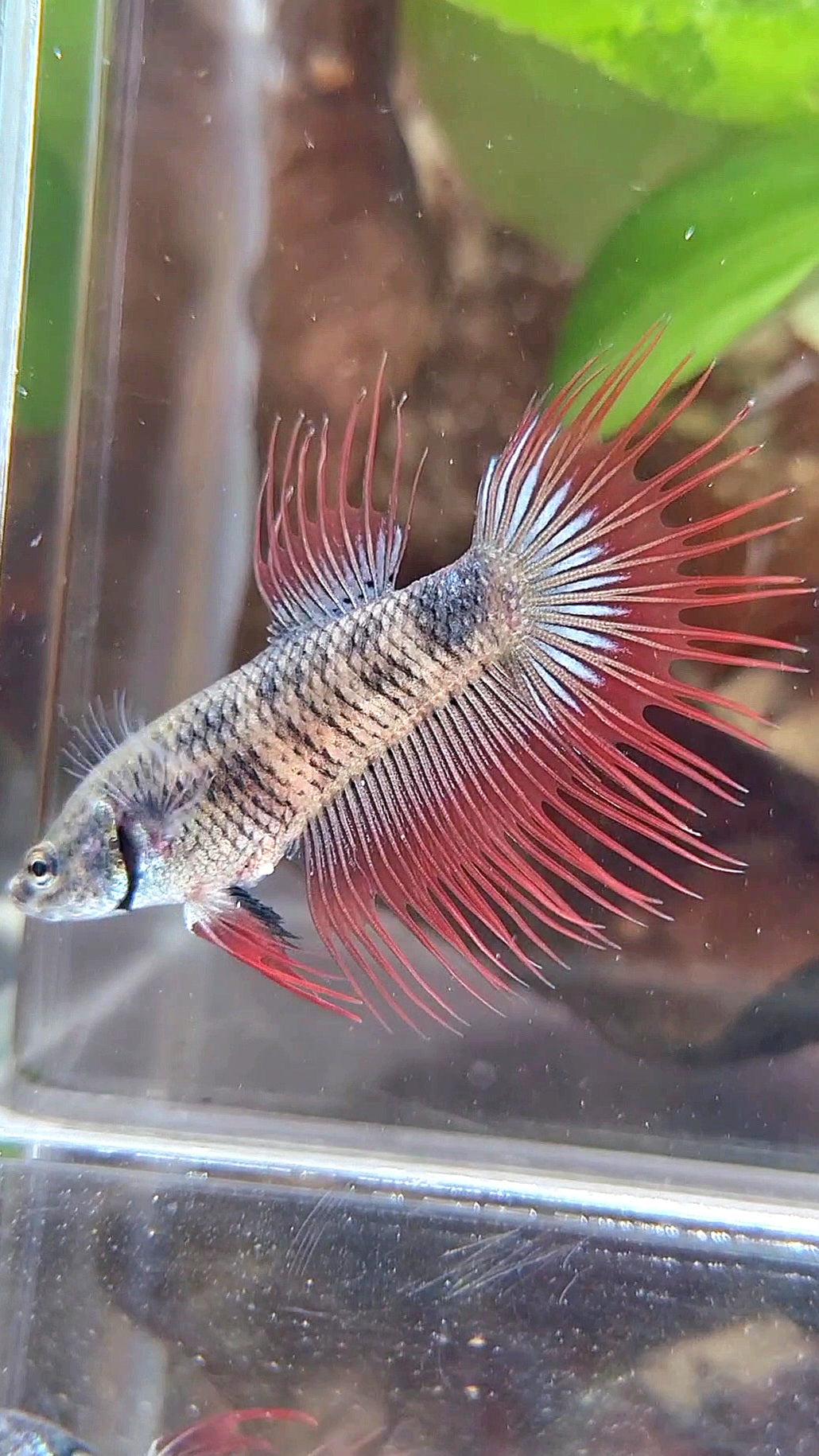 FEMALE KING CROWNTAIL BLACK RED VAMPIRE BETTA FISH