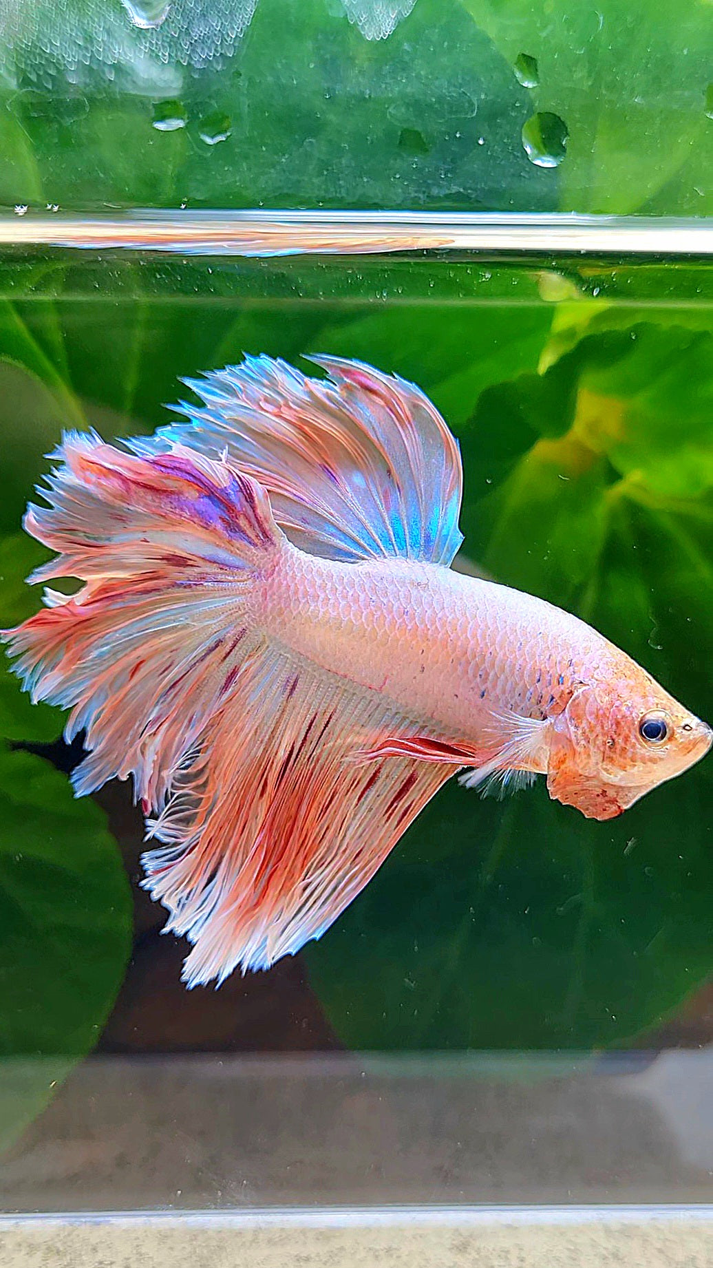 HALFMOON ROSETAIL PINK FANCY FLAMINGGO ARMAGEDDON BETTA FISH