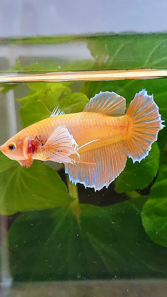FEMALE HALFMOON DUMBO EAR ORANGE BETTA FISH