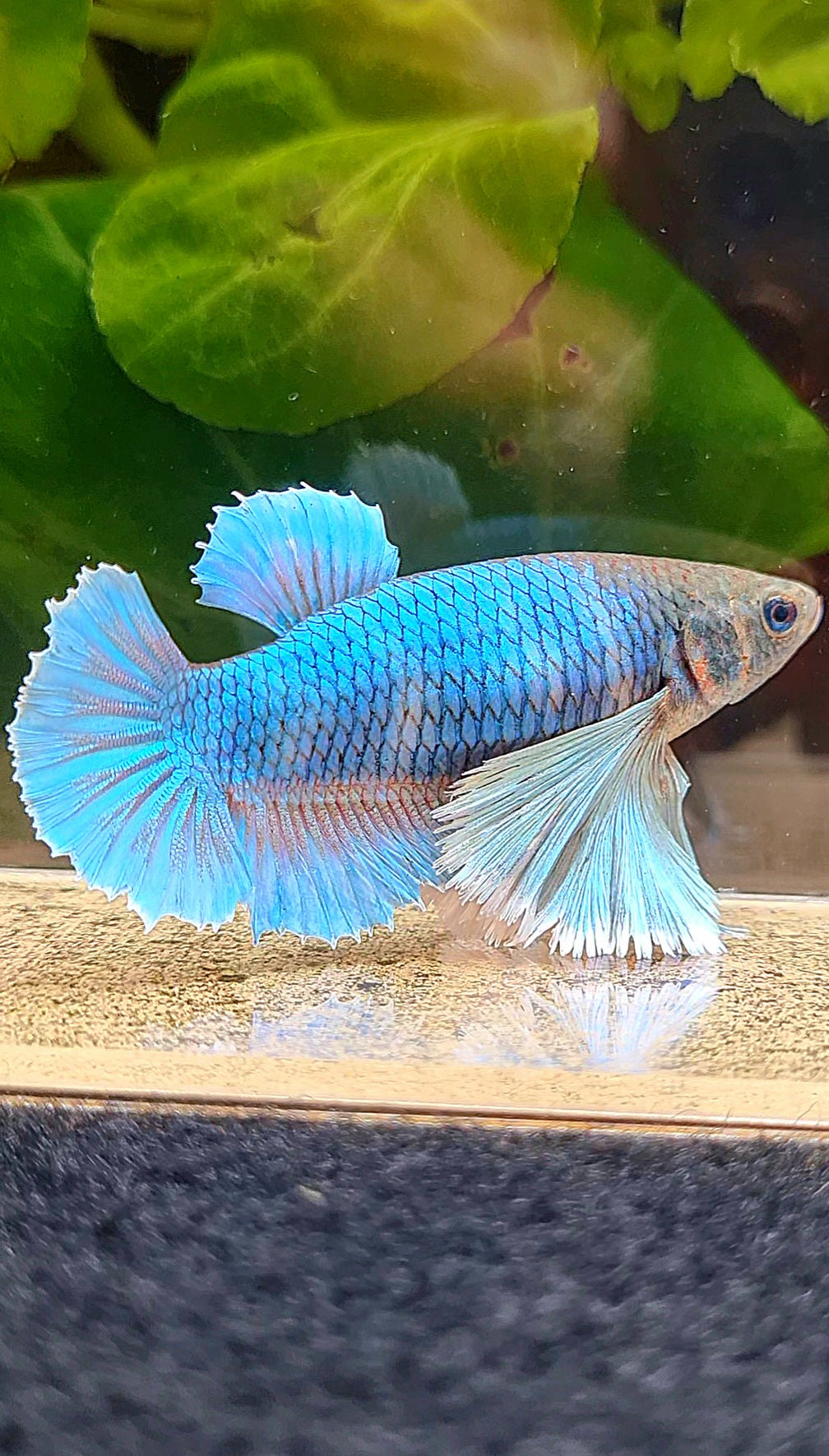 FEMALE PLAKAT SUPER DUMBO EAR GREEN BLUE TURQUOISE BETTA FISH