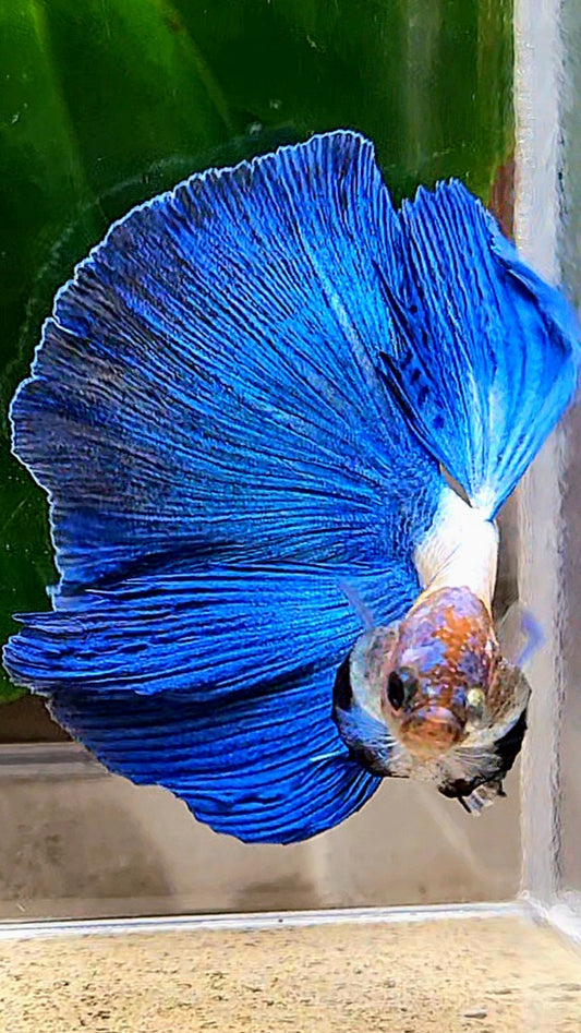 HALFMOON ROSETAIL BLUE RIM PANDA BETTA FISH