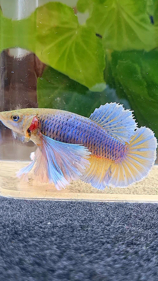 FEMALE PLAKAT SUPER DUMBO EAR PURPLE YELLOW PINEAPPLE BETTA FISH